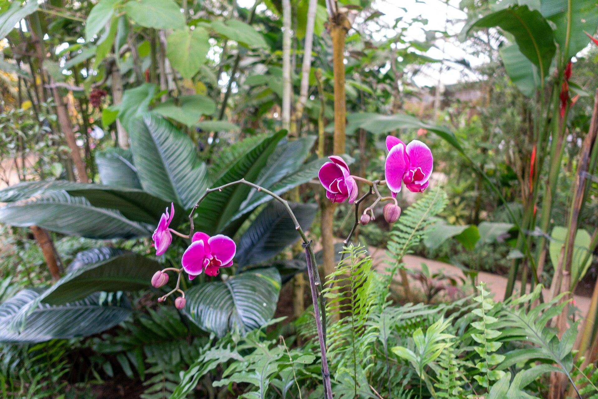 Monowa Butterfly Park (Mariposario de Benalmádena)